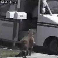 Gif of dog excited to get his direct mail from the mailperson.